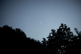 wholehearted weddings