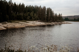 wholehearted weddings